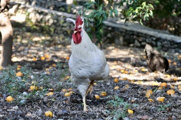 Rooster orange ground. High quality photo