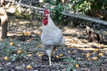 Rooster orange ground. High quality photo