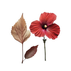 A Stunning Close-Up of a Crimson Hibiscus Flower with Dried Leaves Against a Black Background Botanical Photography