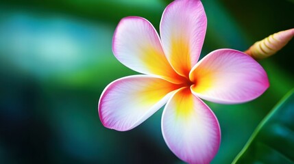 Fototapeta premium A close-up of a tropical flower in Khao Sok, with vibrant colors and delicate petals standing out against the green foliage.