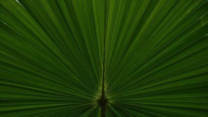 Obraz premium Detailed view of tropical green palm leaf with radiating lines and natural texture, ideal for backgrounds, wallpapers and eco-themed designs