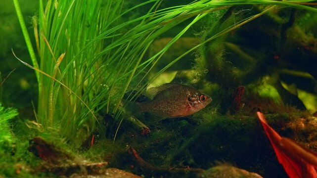 Lepomis gibbosus invasive fish in ambush, aggressive Pseudorasbora parva, sand pebble and leaf litter substrate, bur-reed vegetation in planted freshwater biotope aquarium of Chorhun river, Crimea