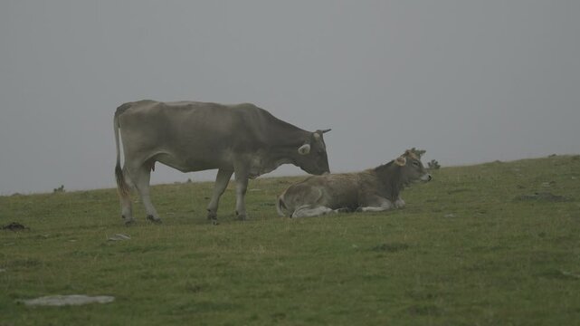 Vaca lamiendo a ternero