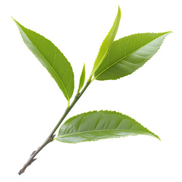 Green tea leaf viewed from above on a transparent background