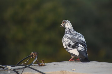 Lovely Pigepn looking beautifully 