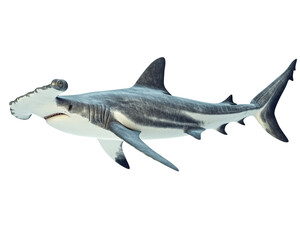 Isolated Hammerhead Shark, Marine Life