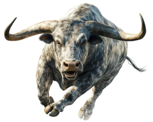 Isolated Running Bull with Horns