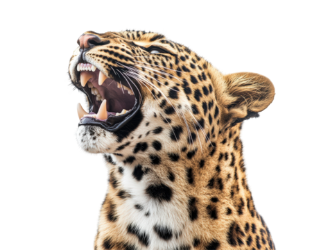 Isolated Roaring Leopard Head on White Background