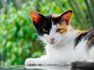 Calico cat with serious expression 