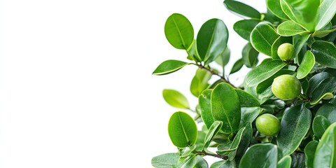 Obraz premium Closeup of Sonneratia ovata with vibrant green leaves and immature fruit on the right side against a white background creating ample copy space