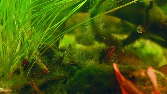 Pungitius pungitius dwarf fish, camouflage coloration in bur-reed and green algal vegetation driftwood aquascape, planted freshwater Ukrainian Chorhun river biotope aquarium, professional care