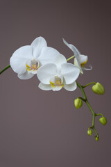 White Phalaenopsis orchid, two blooms and flower buds on a long stem, isolated against a solid and neutral background.