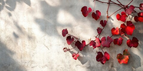 Closeup of vibrant red autumn grape leaves against a textured concrete wall with sunlight shadows on the left side creating a serene fall atmosphere