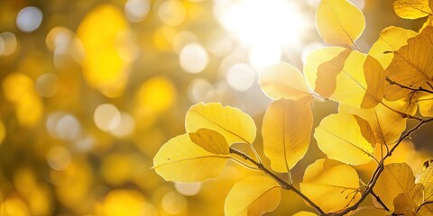 Closeup of radiant yellow autumn leaves illuminated by sunlight with a soft blurred natural backdrop showcasing warm golden tones.