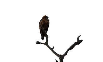 Tawny eagle perched on a bare tree branch isolated on white, transparent, National park in South Africa