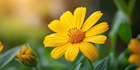 Obraz premium Vibrant yellow flower closeup with green leaves in a soft focus garden background, showcasing spring bloom against a blurred backdrop