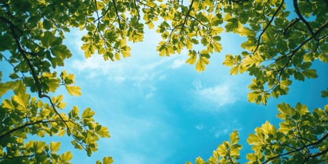 Obraz premium Bright green leaves framing a clear blue sky with scattered clouds, creating a vibrant natural canopy from below, ideal for nature-themed designs.