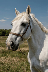 Obraz premium portrait of a horse