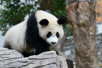 Fototapeta premium Close up Cute Panda on the Grand Yard, Wolong, China