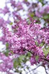 Lilac flowers blooming branch. Garden spring plant, Nature