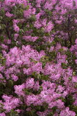 Obraz premium Lilac flowers blooming branch. Garden spring plant, Nature