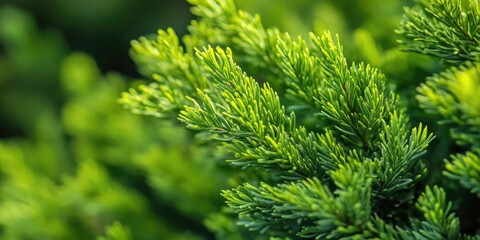 Exquisite close-up of vibrant green thuja cypress texture featuring long needles against a blurred green background showcasing natural beauty