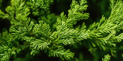 Close up of vibrant green thuja cypress branches with long delicate needles against a soft dark background showcasing exquisite natural texture
