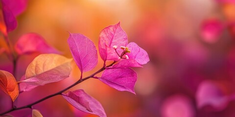 Obraz premium Closeup of vibrant pink Bougainvillea leaves with soft gradient background in orange and purple hues, focused on delicate flower buds.