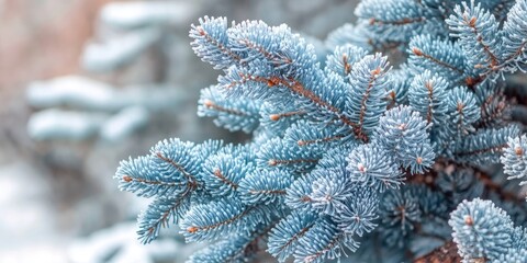 Closeup of frosted blue spruce branches with soft blue-green needles set against a blurred winter landscape with white snow in background.