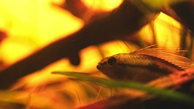 Apistogramma bitaeniata adult dominant male fish show aggression and hide in driftwood, hard to keep vulnerable freshwater dwarf cichlid for professional aquarist, low light blackwater acidic habitat