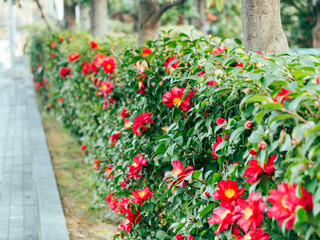 Red camellia flowers fence at pathway in the park
