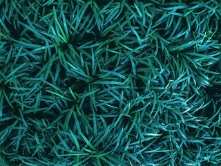 Beautiful nature background of vertical garden with tropical green leaf. Background of compactus plant.