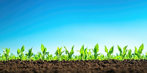 Vibrant green corn sprouts in neat rows on rich brown soil under a clear blue sky with ample copy space for text in a serene agricultural setting
