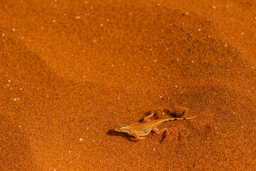 Close-up of a shovel-snouted lizard -Meroles anchietae- in the red sand of the Sossusvlei dunes in Namibia.