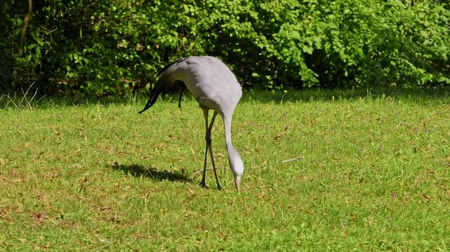 The Blue Crane, Grus paradisea, is an endangered bird specie endemic to Southern Africa. It is the national bird of South Africa
