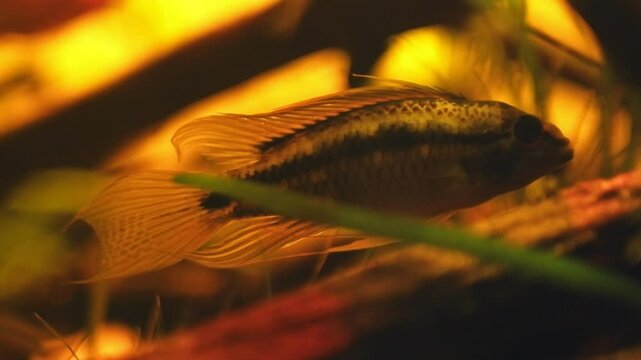 Apistogramma bitaeniata adult male fish open fins, show aggression and hide in driftwood, vulnerable freshwater dwarf cichlid for professional aquarist, low light blackwater acidic biotope habitat
