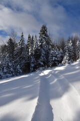 A snowmobile track in the forest, Sainte-Apolline, Québec, Canada