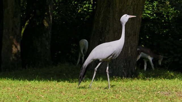 The Blue Crane, Grus paradisea, is an endangered bird specie endemic to Southern Africa. It is the national bird of South Africa