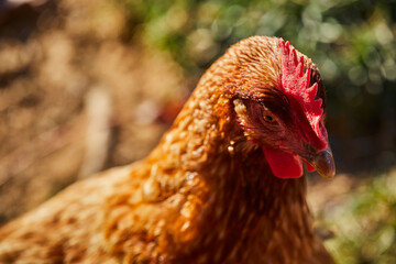 a free-range, egg laying hen in a pasture, Lancaster County, Pennsylvania, USA