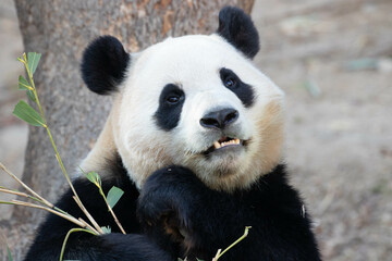 Fototapeta premium Happy Female Panda, Fu Bao, South Korea