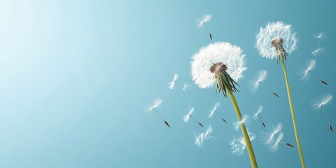 Dandelion seeds blowing in the wind with two white flowers on green stems against a clear blue sky creating space for text on the left side