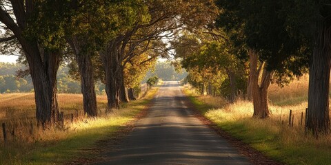 Obraz premium Serene country road flanked by tall trees in warm autumn hues with soft sunlight filtering through, creating a tranquil rural atmosphere