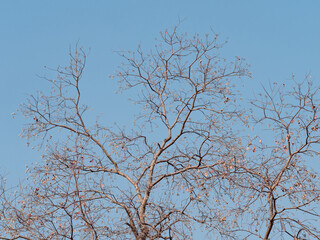 Winter view of leafless Chinese tallow tree twig and white fruits in the tree under bright blue sky. Silhouette of bare branches trees in winter, Nature texture pattern background.