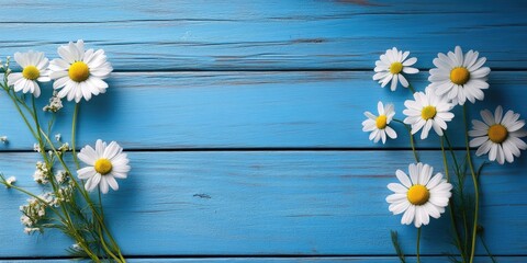 Fototapeta premium Daisy buds arranged on the left and right sides of a vibrant blue wooden surface creating ample copy space in the center for text display.