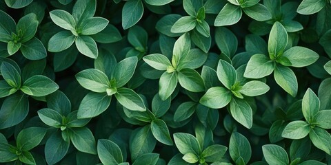 Lush green leaves densely cover a wide surface area in a vibrant top-down view ideal for backgrounds and nature themes. Rich green hues dominate.