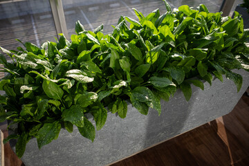 ほうれん草のベランダ栽培