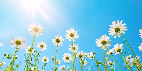 Daisy flowers in focus on green stems against a bright blue sky with sunlight illuminating a summer day atmosphere.