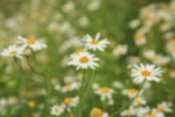 Obraz premium blurred background. defocus..Chamomile flower on the grass. environmental theme. medicinal herbs. Camomile in the nature