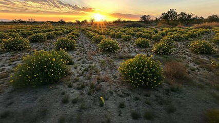 Sunset over blooming wildflowers in a desert landscape of golden yellow and soft earth tones - Powered by Adobe