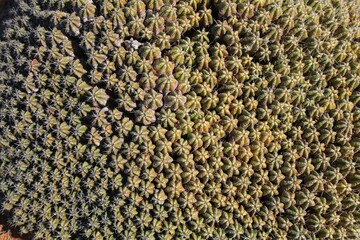 Euphorbia officinarum cactus in Morocco